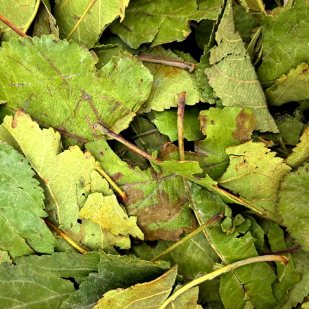 Feuilles de pommier
