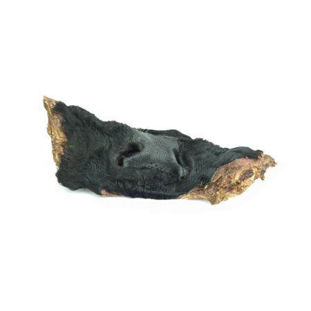 Museau de bœuf avec poils