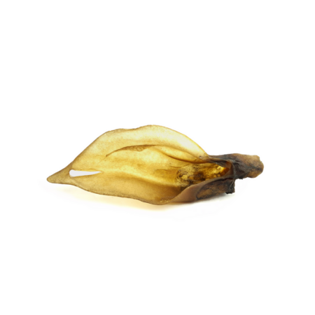Oreille de cerf