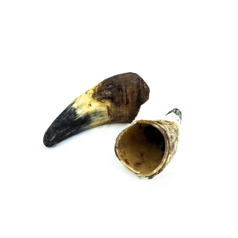 Corne de bœuf vide