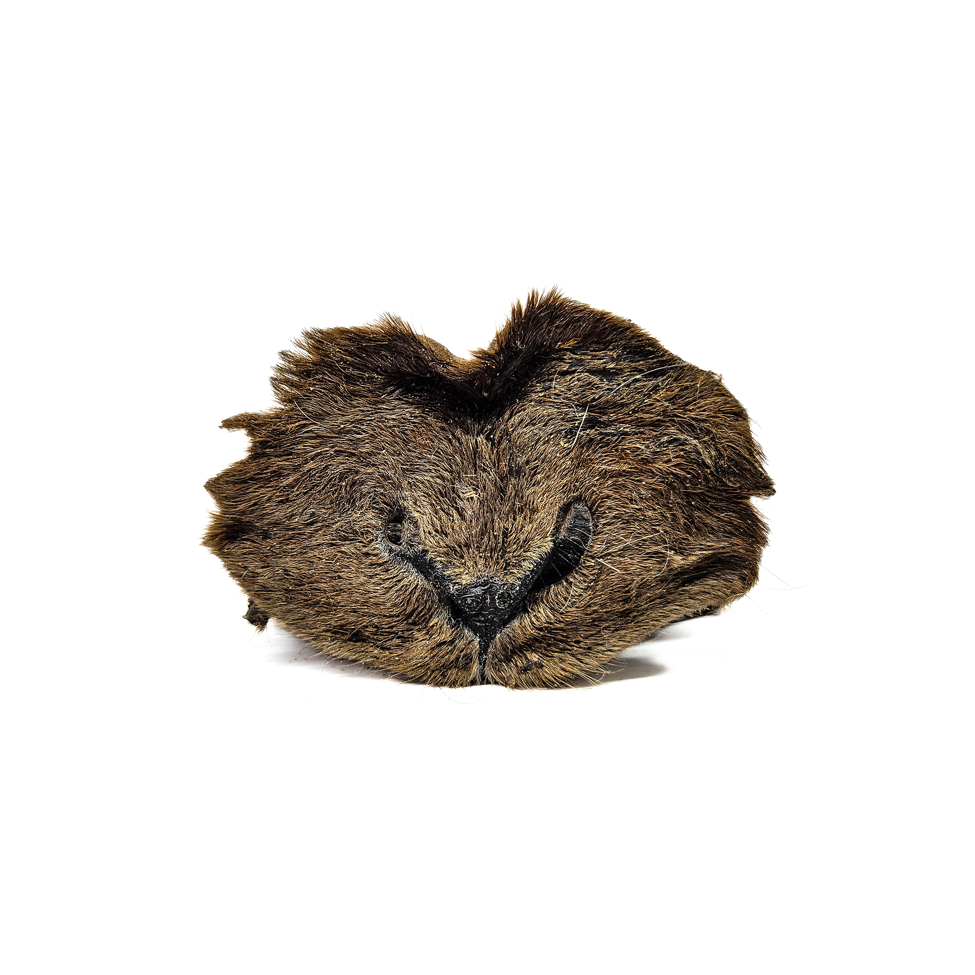 Museau d'agneau avec poils